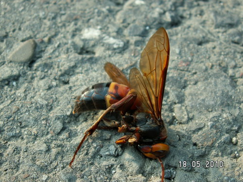  大型凶悍的黑尾虎头蜂被车辆撞击